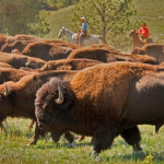 Bison Sustainable Ranching - Noble Premium Bison